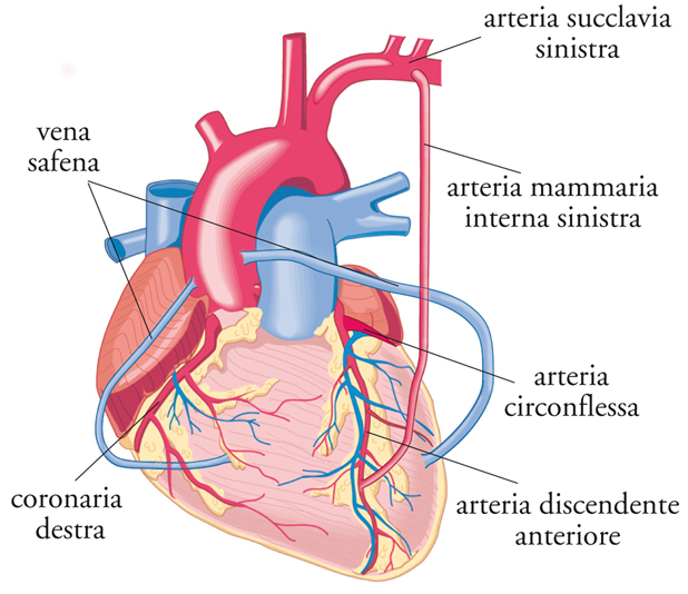 Schema valvole cardiache