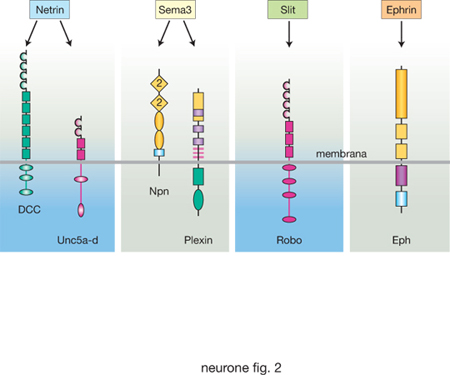 Meccanismo kiss and run