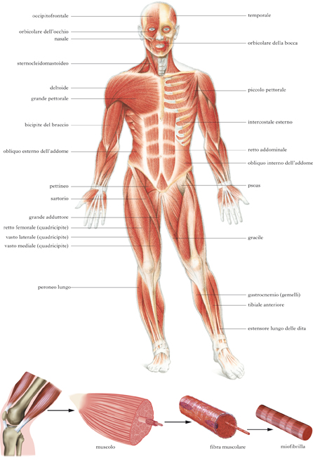 Schema del muscolo