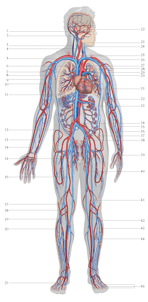 Apparato Circolatorio Lessons Blendspace