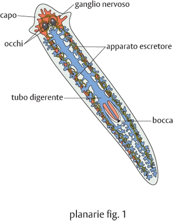 Soltanto un verme e tutti