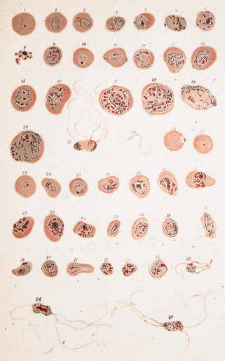 Medicina di struttura di Colm