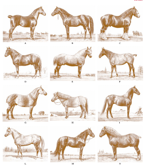 Risultati immagini per tipi morfologici equini