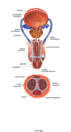 la struttura del pene maschile