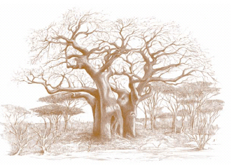 Baobab Nell Enciclopedia Treccani