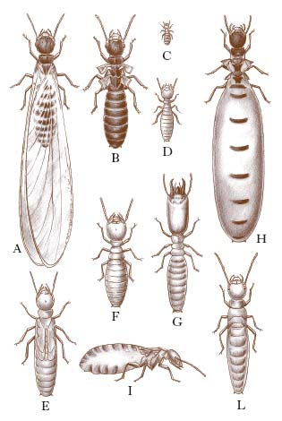 Termite Nell Enciclopedia Treccani