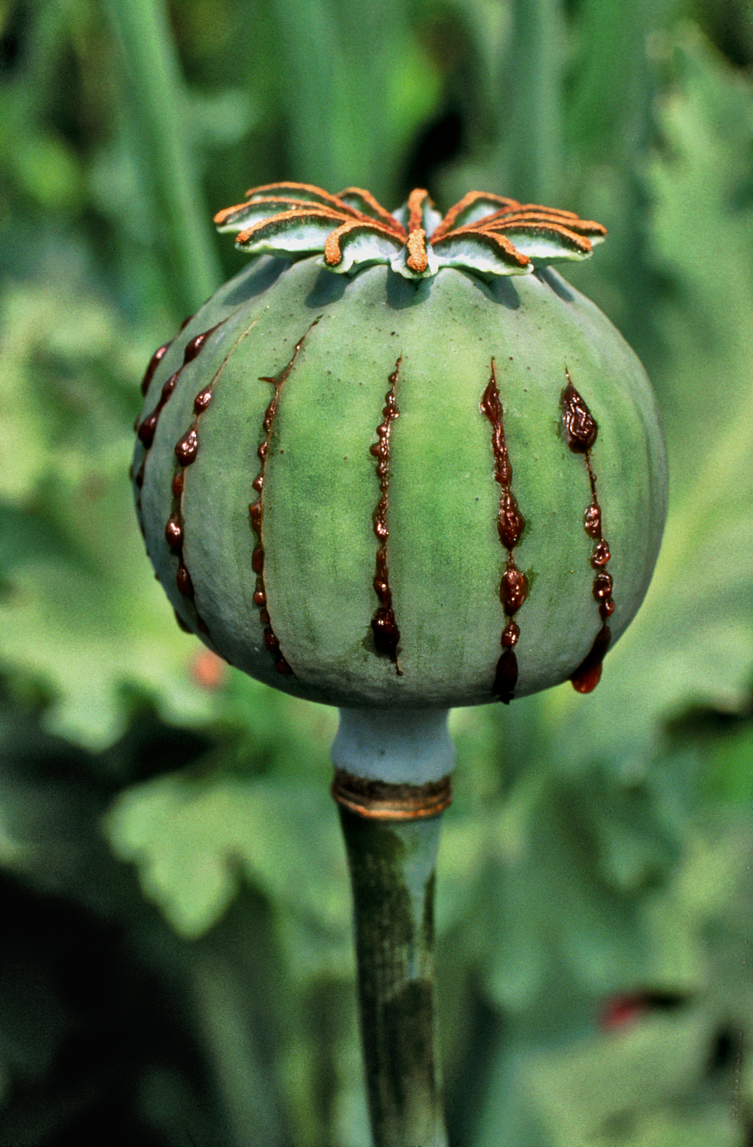 oppiacei in "Dizionario di Medicina"