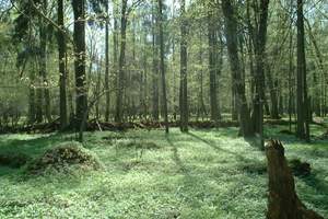 Białowieża, Foresta di