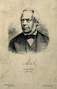 Henle, Friedrich Gustav Jacob
