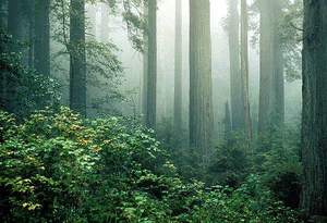 Redwood, Parco nazionale di