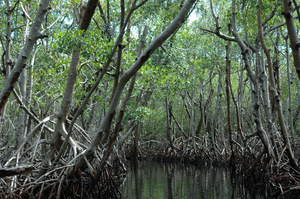Everglades, Parco Nazionale degli