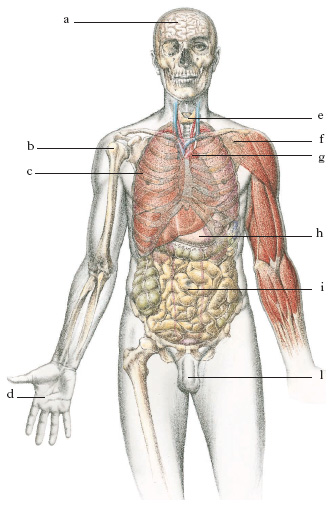 Quanti sono gli organi del corpo umano? 