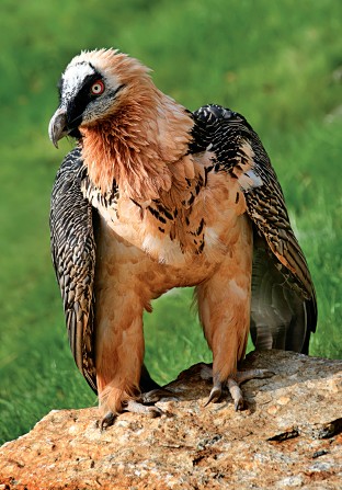 Avvoltoio degli agnelli
