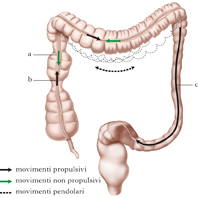 peristalsi