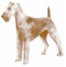 IMMAGINI airedale.jpg