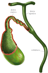 cistifellea