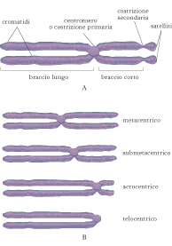 cromosoma