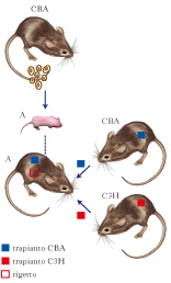 immunotolleranza