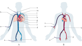 cardiologia