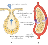 ghiandola