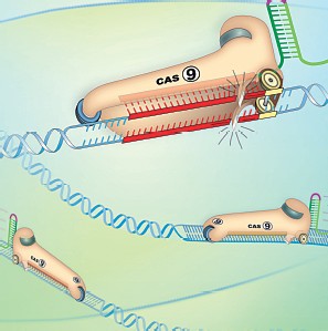 Funzione degli enzimi Cas9