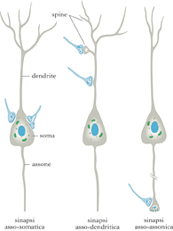 sinapsi