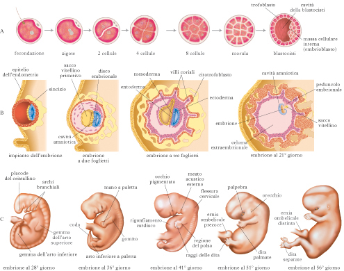 embriogenesi