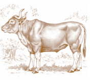 IMMAGINI banteng.jpg