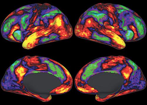 Mappa corteccia cerebrale