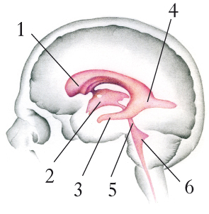 ventricoli cerebrali