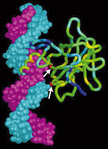 proteina p53
