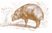 IMMAGINI babirussa.jpg