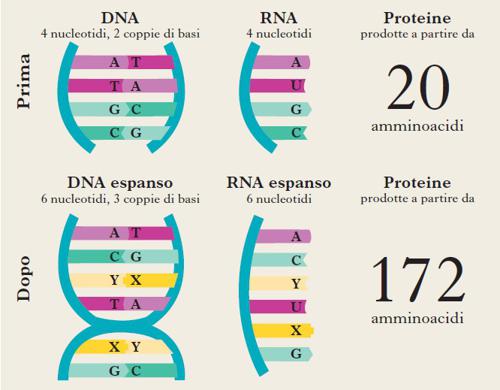 DNA ed RNA espanso