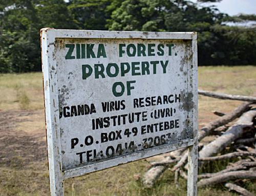 Accesso alla foresta Ziika
