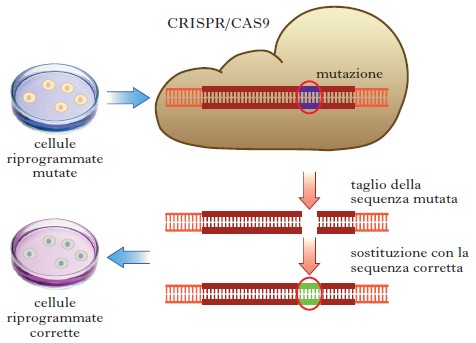 Complesso CRISPR/CAS9