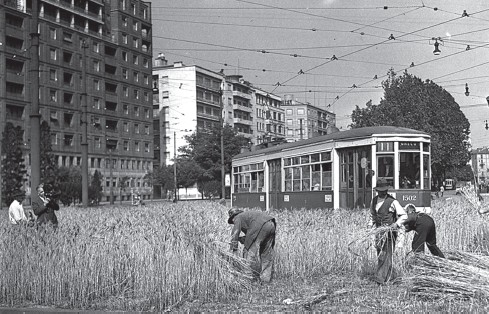 Mietitura del grano in piazza della Repubblica a Milano