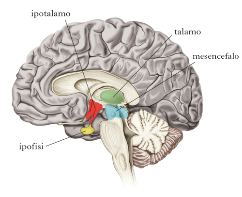 controllo nervoso della omeostasi