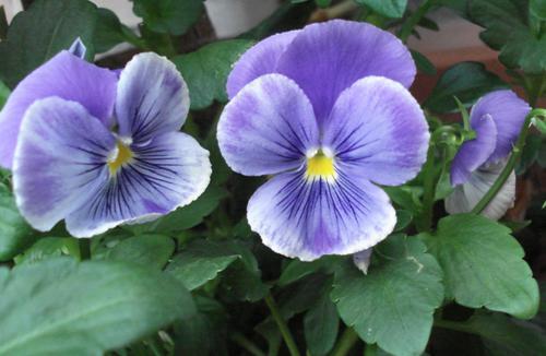 Enciclopedia online violette rid.JPG