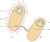 plasmide