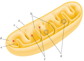 mitocondrio