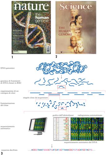 Progetto genoma umano
