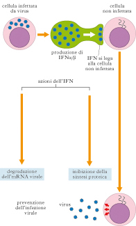 interferone