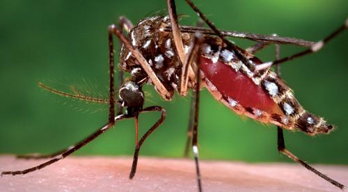 Esemplare di Aedes aegypti