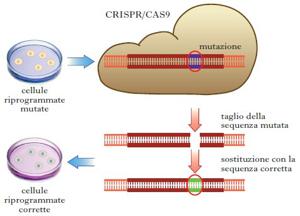 Complesso CRISPR/CAS9