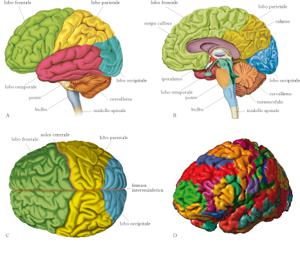 cervello, struttura e funzione