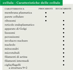 cellula